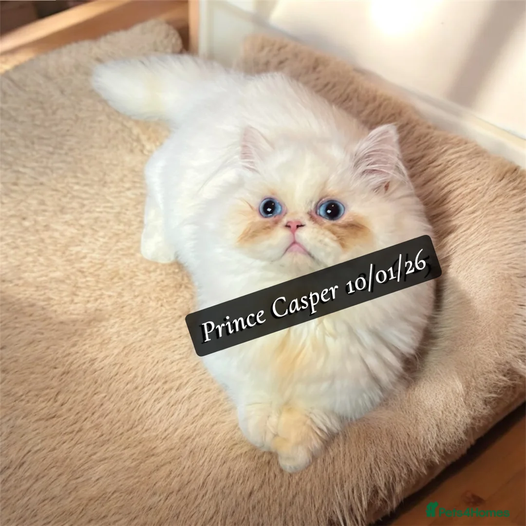 Munchkin cats for sale: Exceptional Quality & Rare Persian Napoleon Minuet - Advert 3