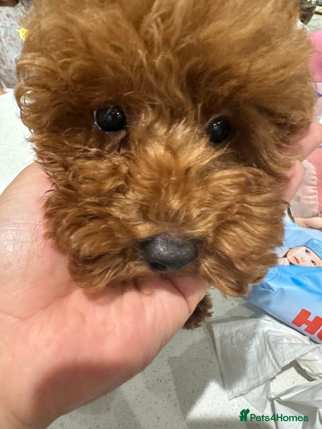 Miniature Poodle dogs for sale: lovely miniature poodle puppies - Image 19