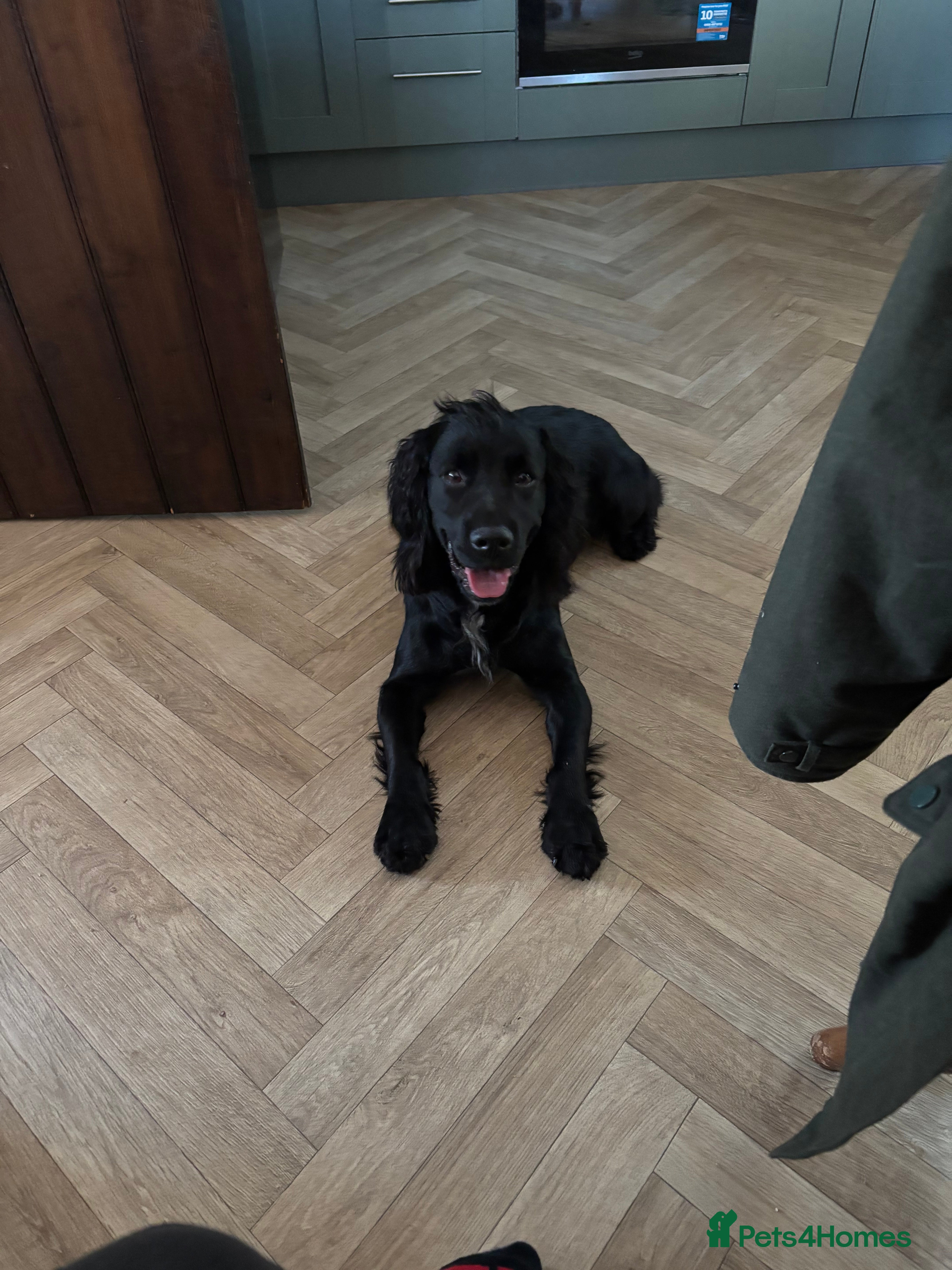 Cocker Spaniel dogs Male cocker spaniel - Advert 1