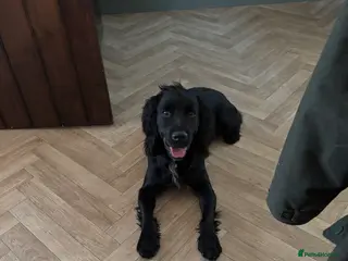 Cocker Spaniel dogs Male cocker spaniel - Advert 1