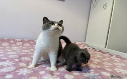 British Shorthair cats for sale: Championline British Blue kittens - Image 11