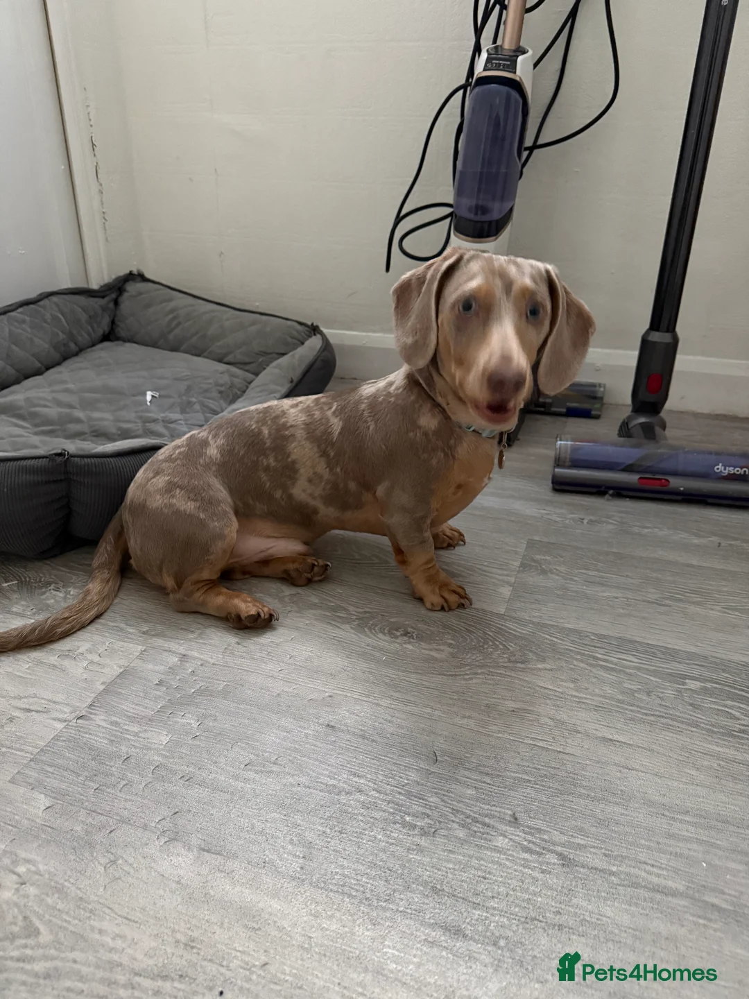Miniature Dachshund dogs for sale:  Isabella Dapple Miniature Dachshund boy  - Advert 5