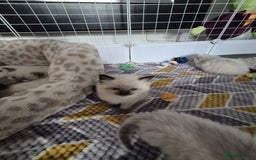 Ragdoll cats for sale: Ragdoll babies  - Image 15