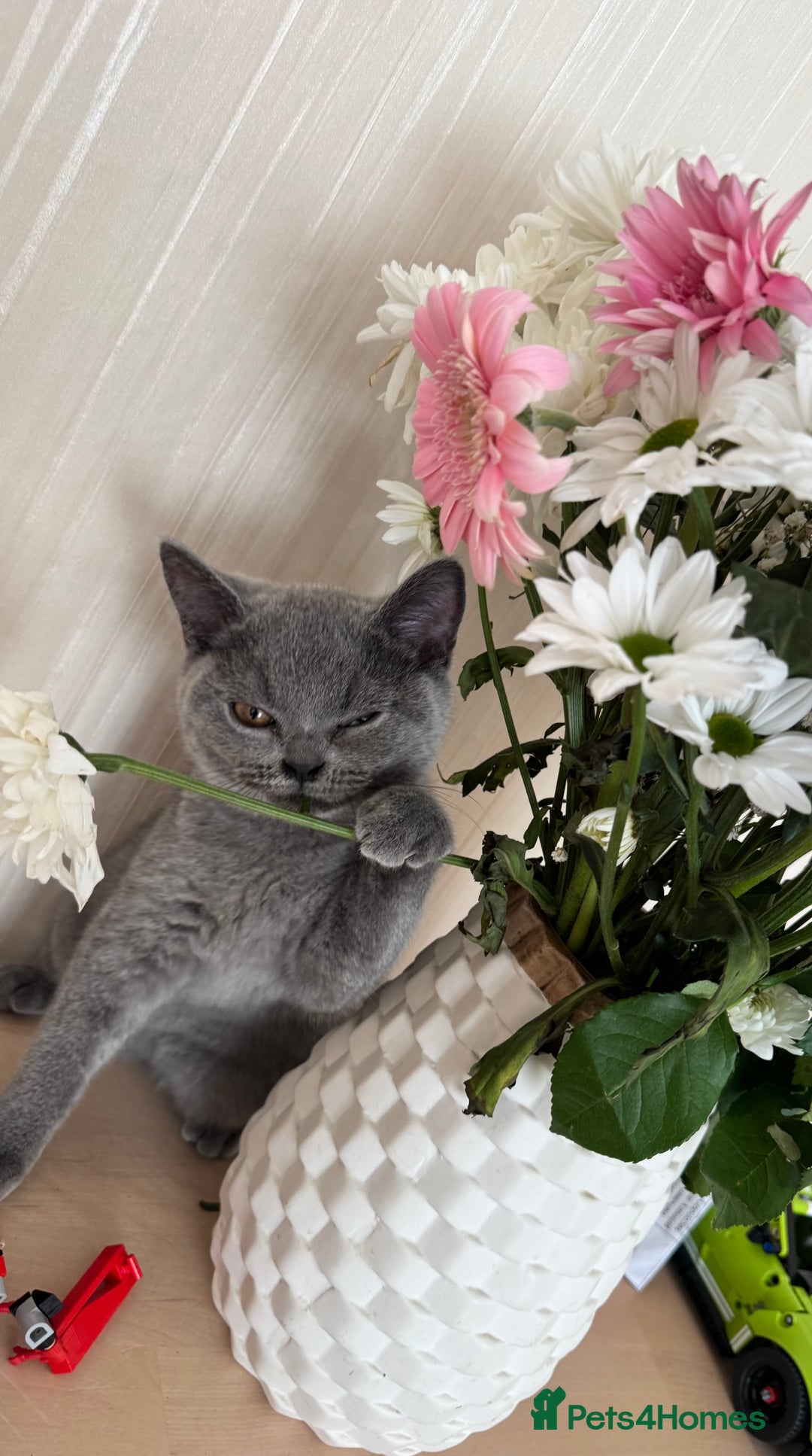 British Shorthair cats for sale: Beautiful British Shorthair Girls  in Bristol - Image 17