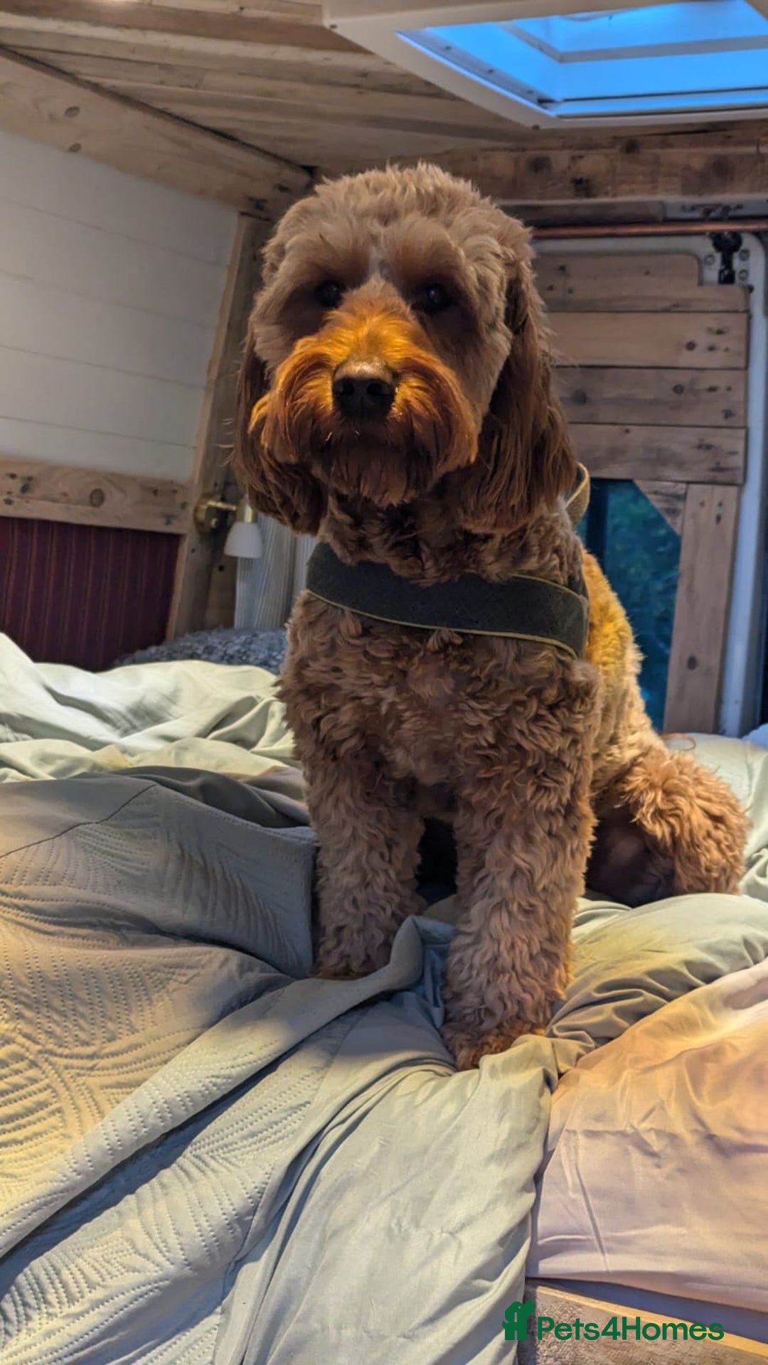 Mini Goldendoodle dogs for stud: Our Fluffy Prince 👑 - Image 2