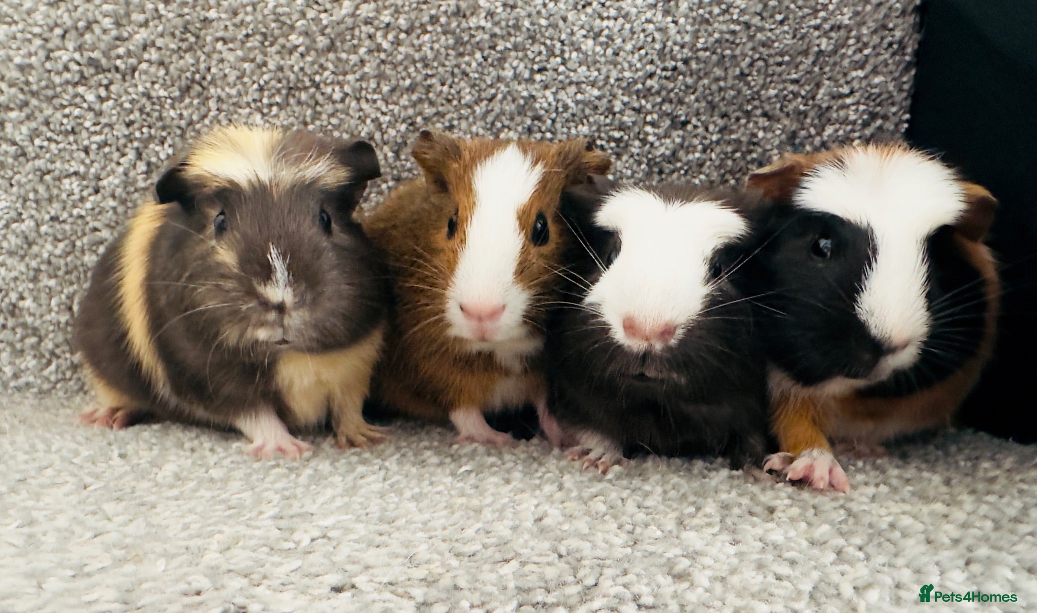Guinea Pig rodents Beautiful guinea pigs for sale  - Advert 5