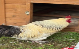 Chickens poultry for sale: 4 VERY HANDSOME HAND REARED SILKY MIX COCKERELS  - Image 6