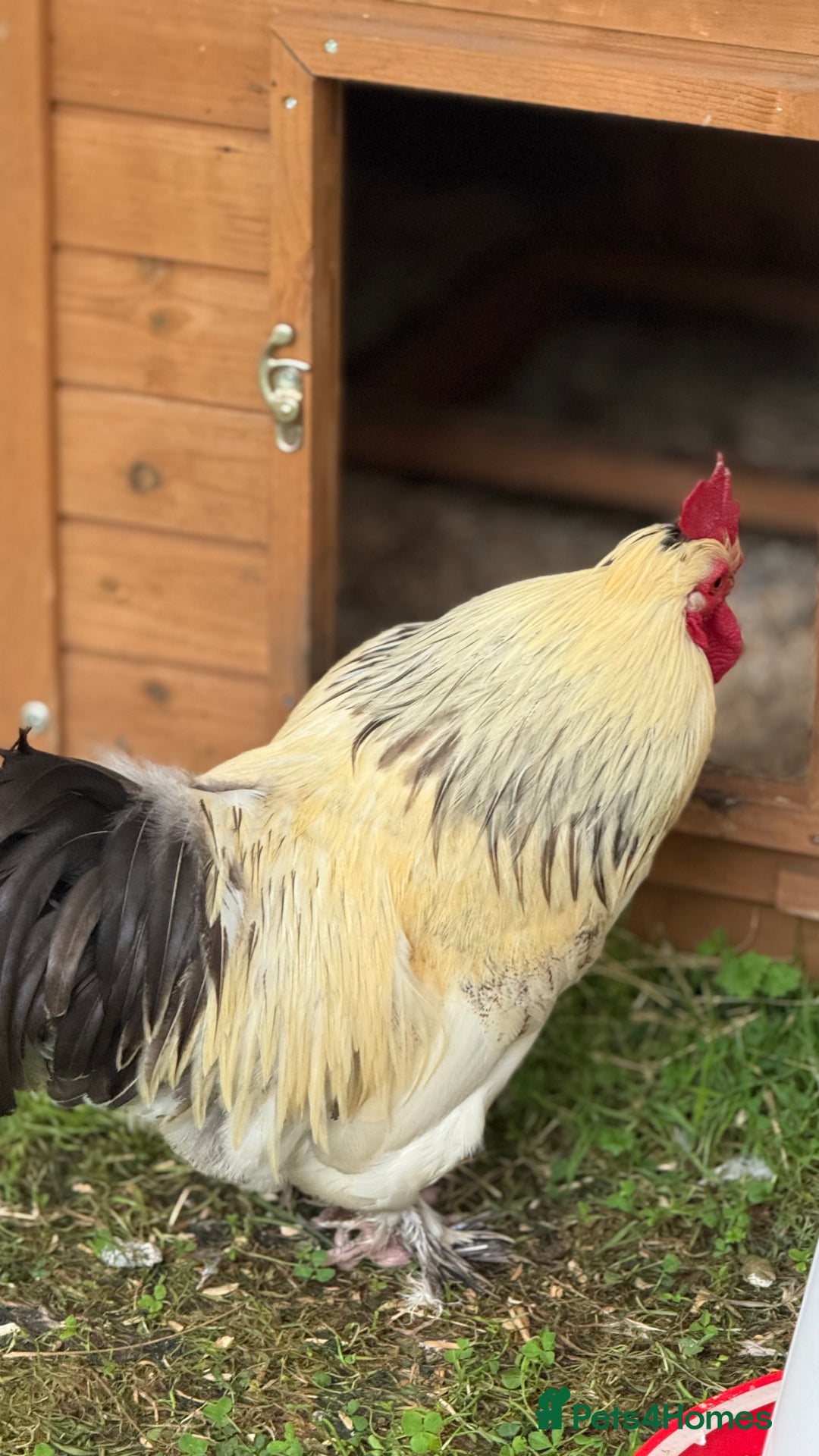 Chickens poultry for sale: 4 VERY HANDSOME HAND REARED SILKY MIX COCKERELS  - Image 6