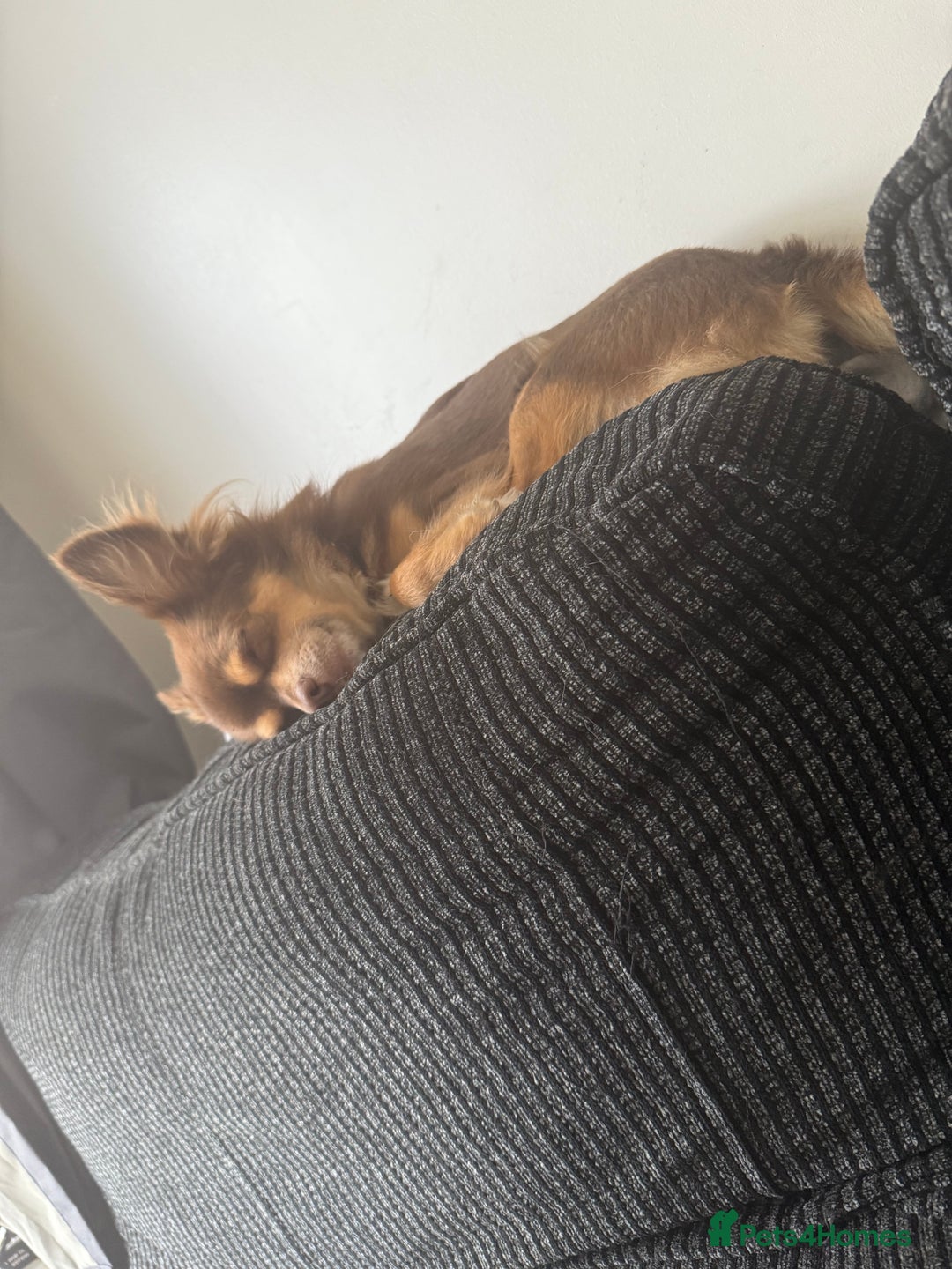 Chihuahua dogs for sale: 1 female 1 male Chihuahua  - Image 3