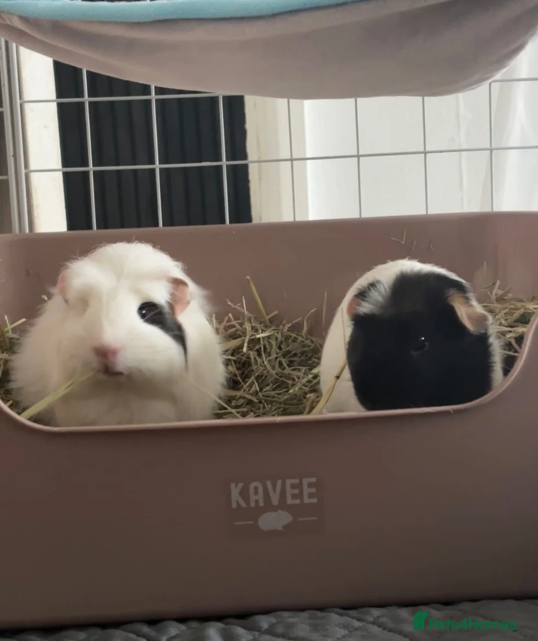 Guinea Pig rodents for sale: 2x female guinea pigs  in Halesowen - Advert 1
