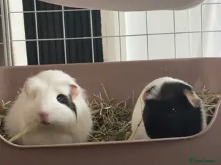 Guinea Pig rodents 2x female guinea pigs in Halesowen - Advert 4