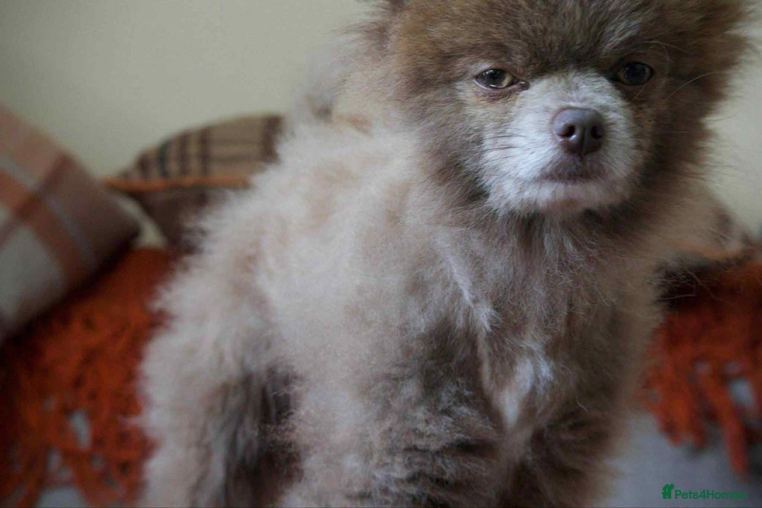 Pomeranian dogs for stud: Nash(Pom) - Advert 4