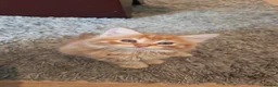 Mixed Breed cats for sale: Two fluffy ginger kittens left - Advert 8