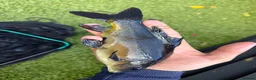 Koi Carp fish for sale: Mirror carp common carp and leather  in Wakefield - Advert 5