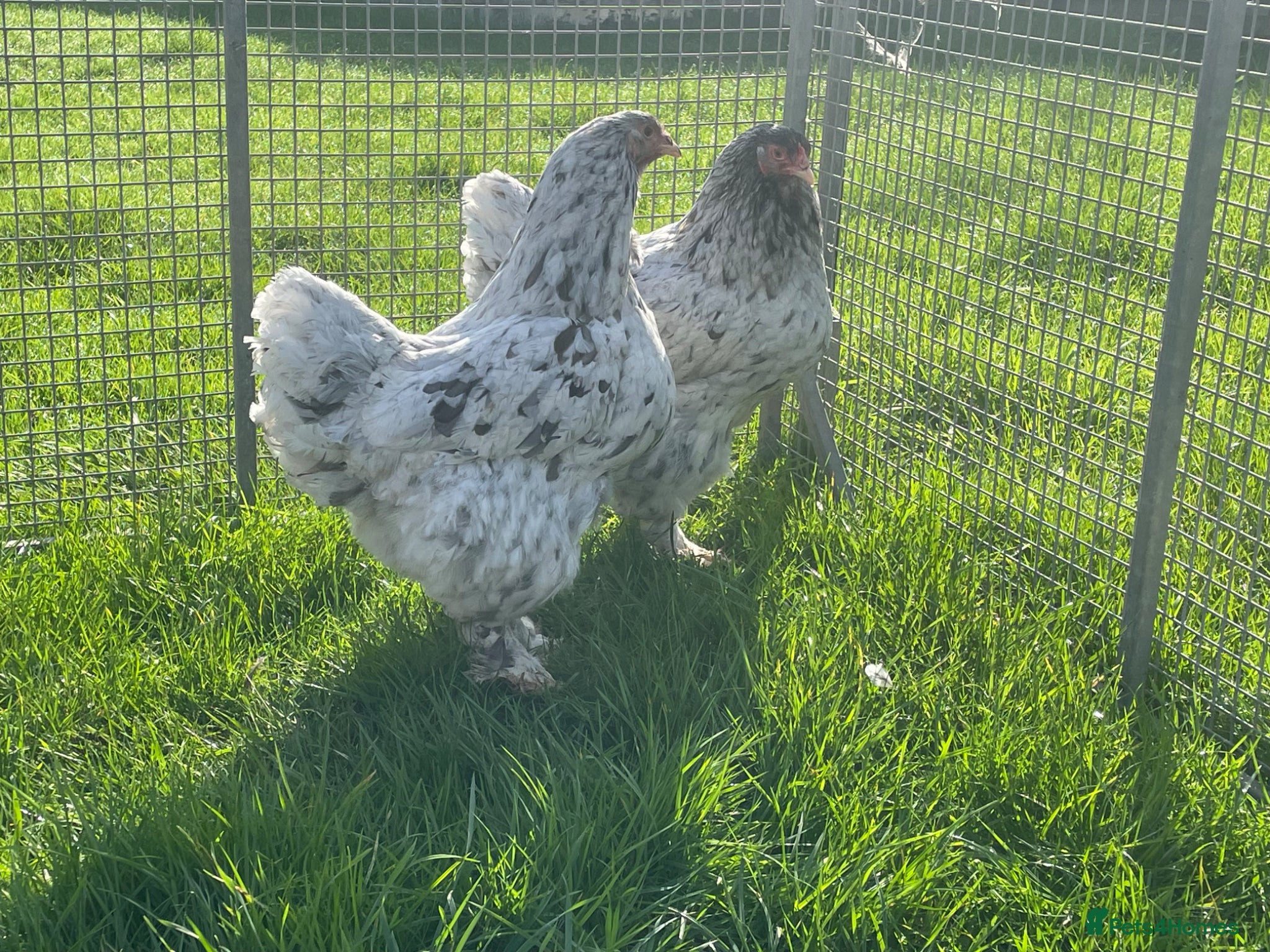 Chickens poultry Brahma - Advert 1