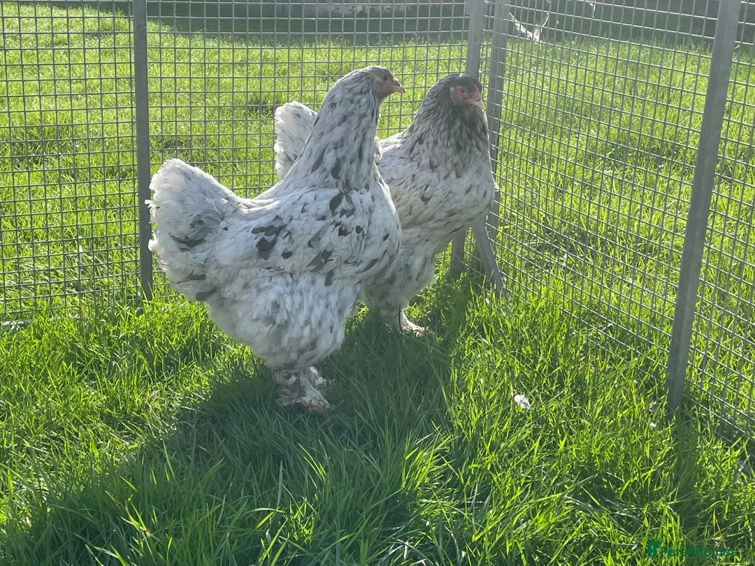 Chickens poultry for sale: Brahma - Advert 1