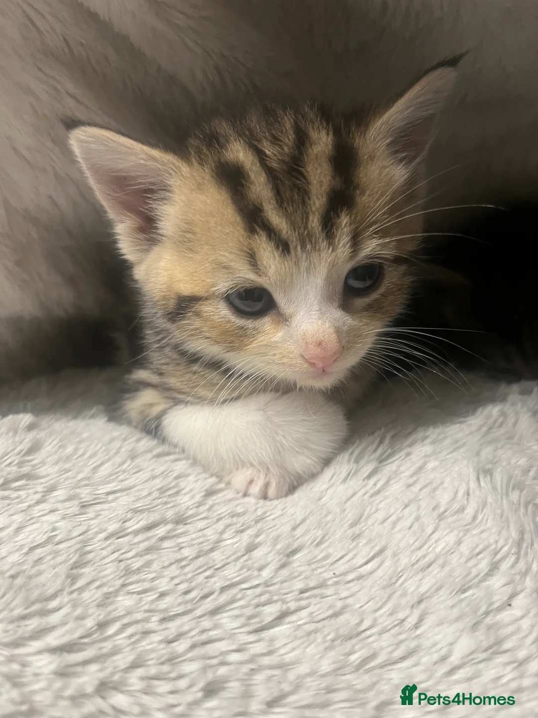 Mixed Breed cats for sale: Stunning Blue Eyed Tabby & Bengal Female Kitten - Advert 2