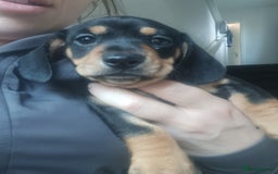 Miniature Dachshund dogs for sale: K.C Beautiful miniature daschunds - Image 16