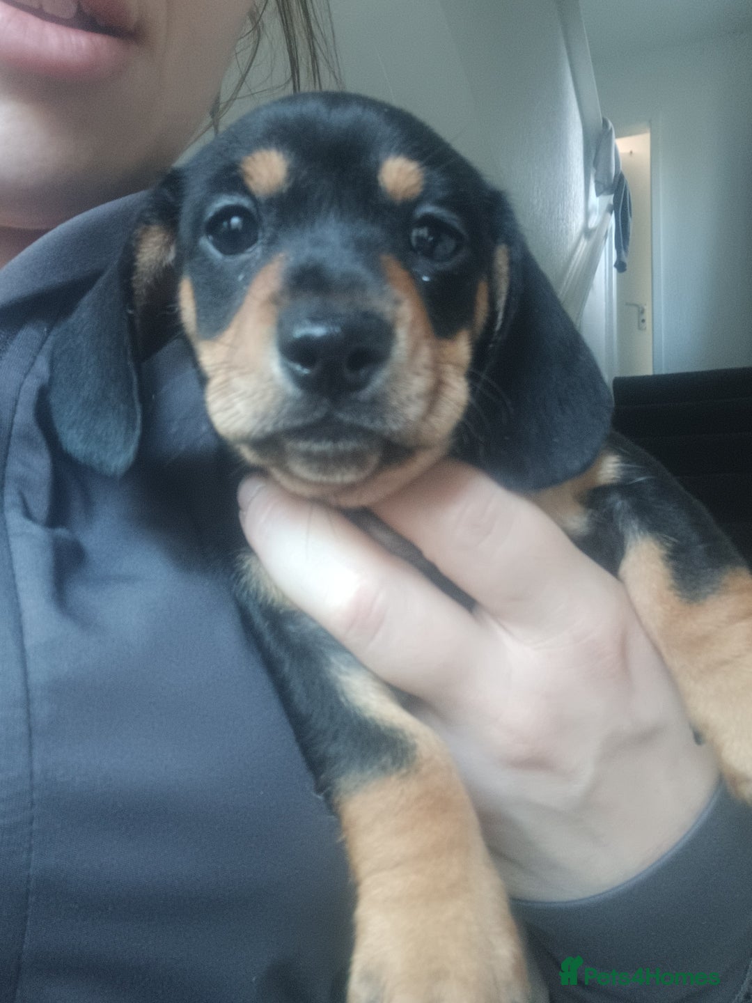 Miniature Dachshund dogs for sale: K.C Beautiful miniature daschunds - Image 16