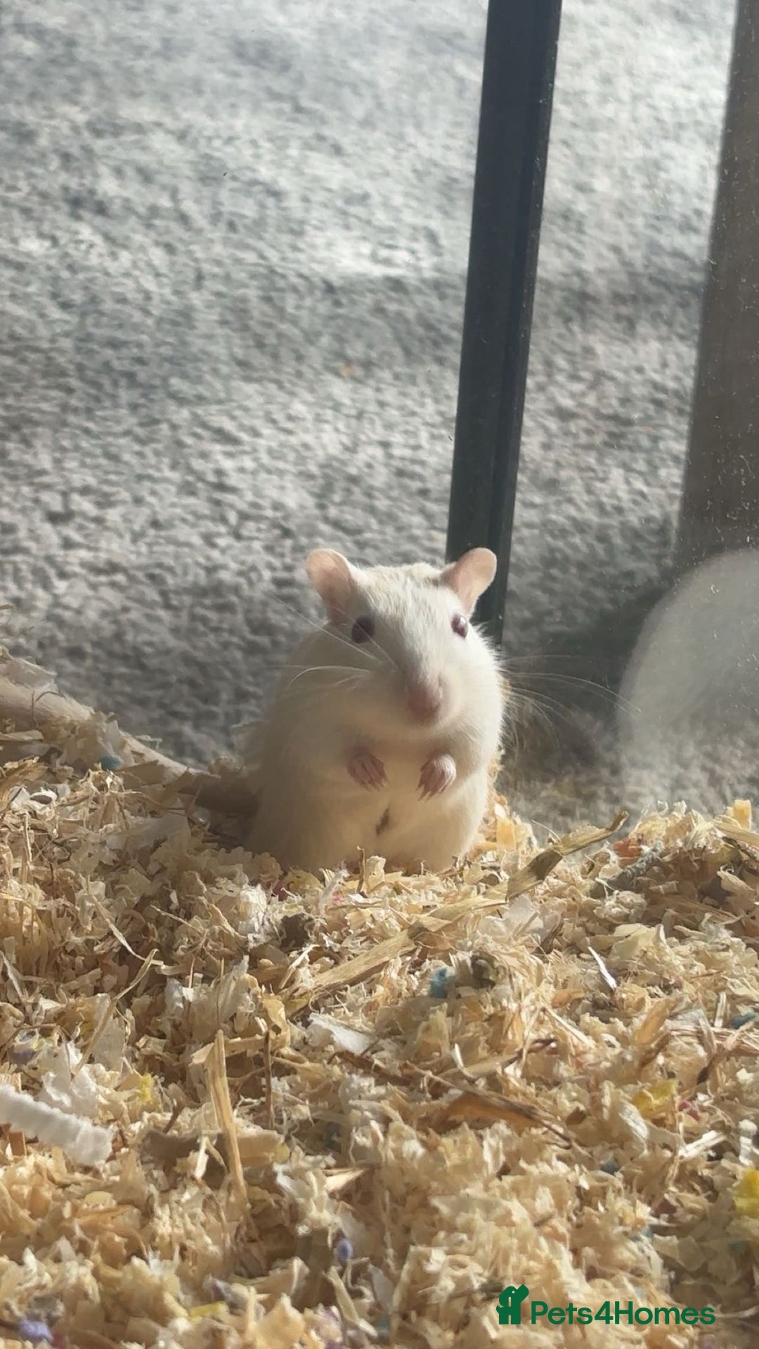 Gerbil rodents for sale: 2 Lovely Male Gerbils Needing New Home - Advert 4
