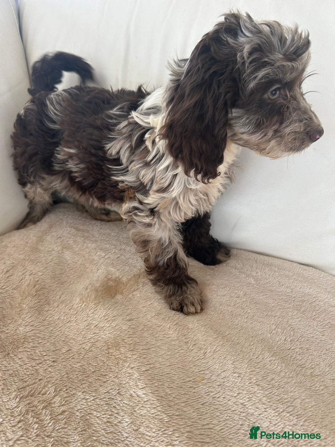 Cockapoo dogs for sale: Adorable cockapoo puppies for sale  - Image 13