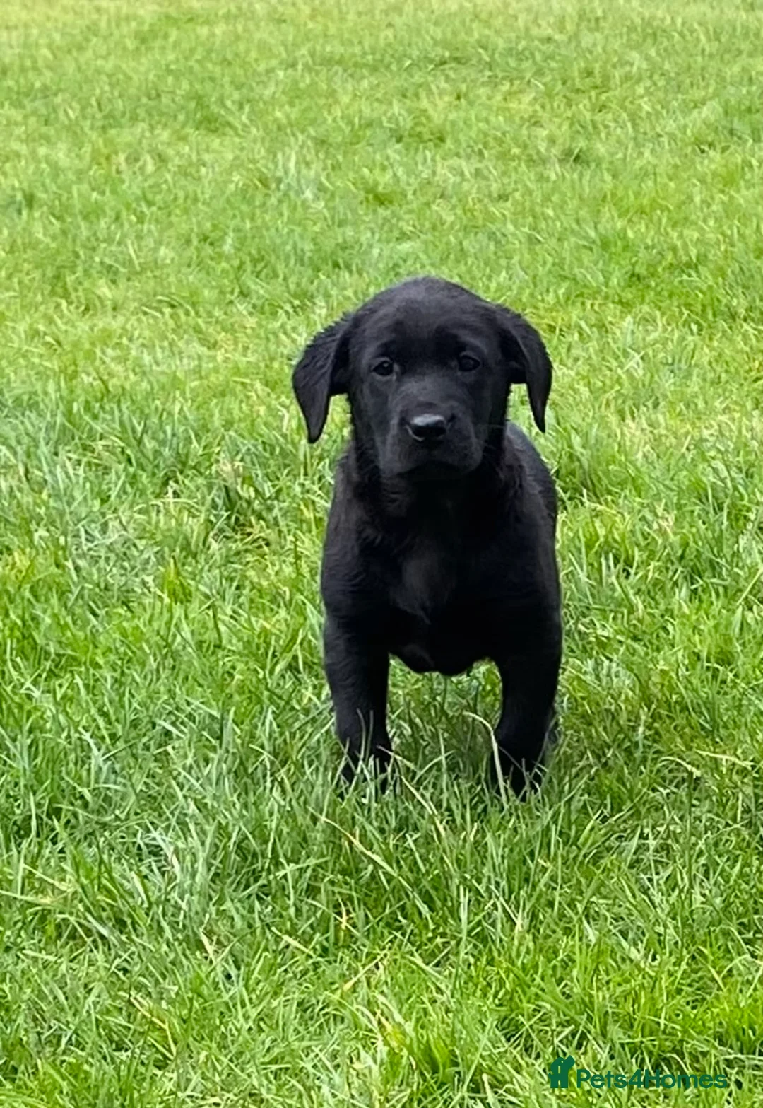 Labrador Retriever dogs for sale: Beautiful KC Reg bitch puppies - Advert 5