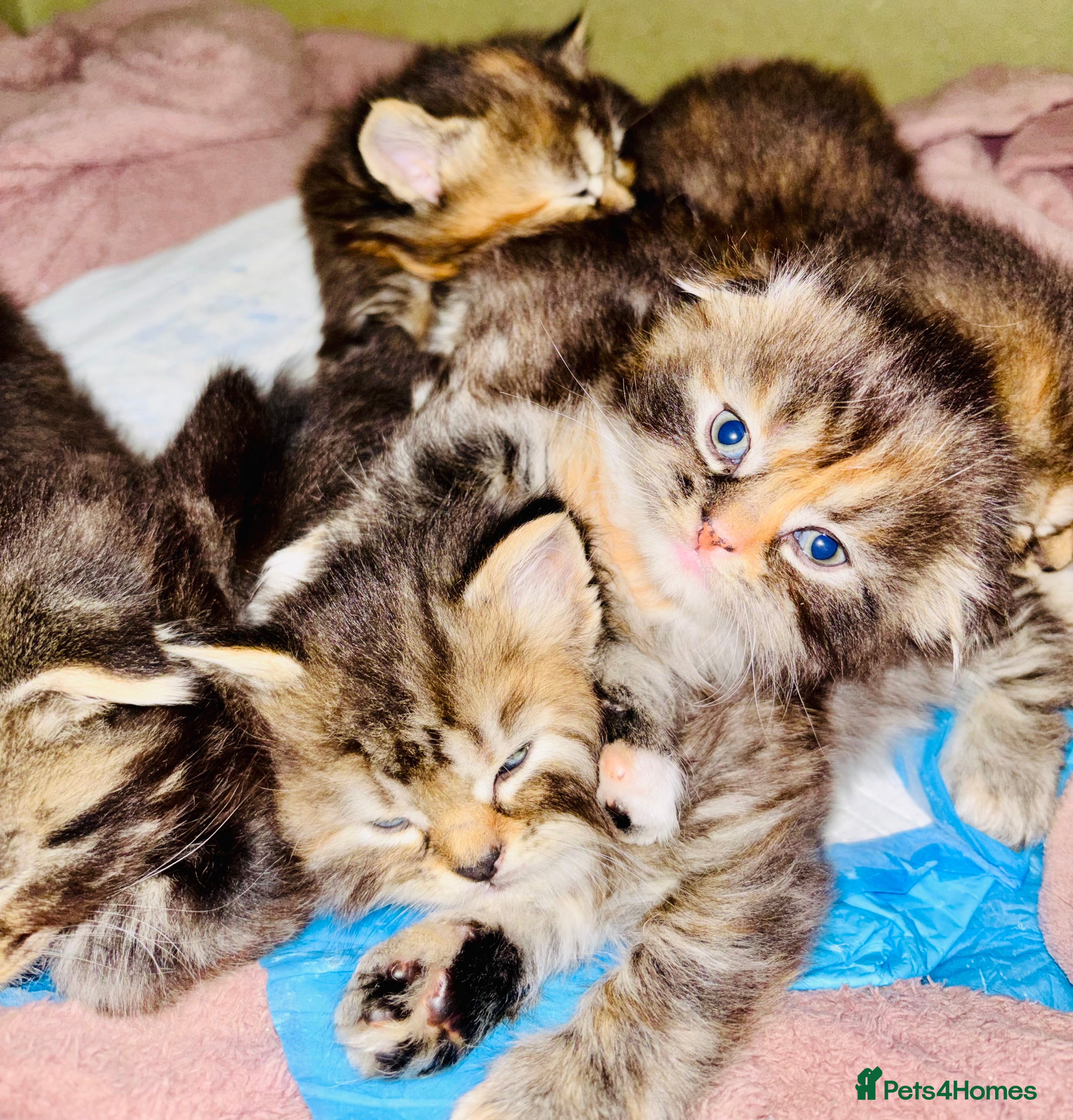 Scottish Fold cats Scottish fold long hair - Advert 12