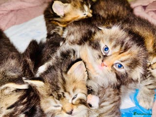 Scottish Fold cats Scottish fold long hair - Advert 12