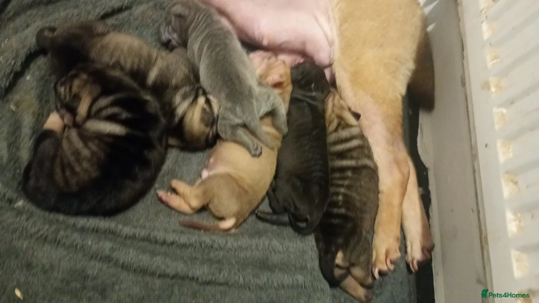 Shar Pei dogs for sale: Shar pei puppies in Swansea - Advert 1