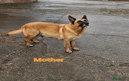 Mixed Breed dogs for sale: Labrador X Belgian Shepherd  - Image 2