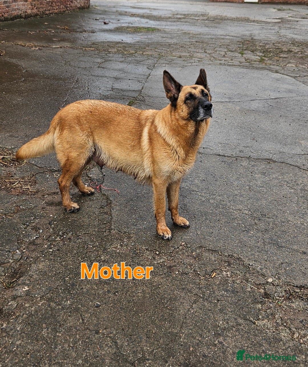 Mixed Breed dogs for sale: Labrador X Belgian Shepherd  - Image 2