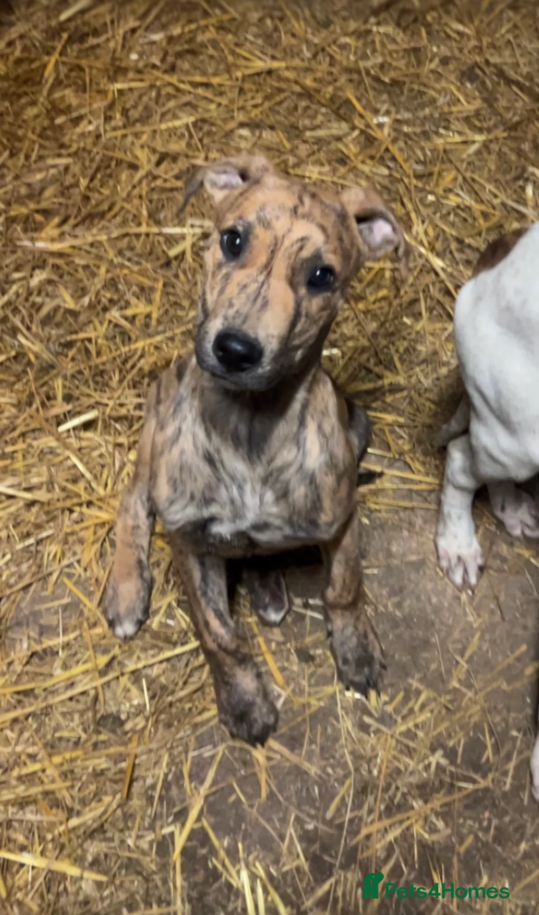Lurcher dogs for sale: Lurcher Puppys  in Evesham - Advert 1