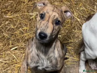 Lurcher dogs Lurcher Puppys in Evesham - Advert 5