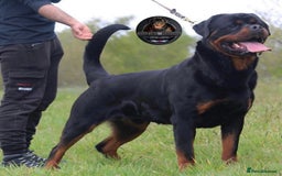 Rottweiler dogs for sale: Top KC Registered Rottweiler Puppies For Sale - Image 27