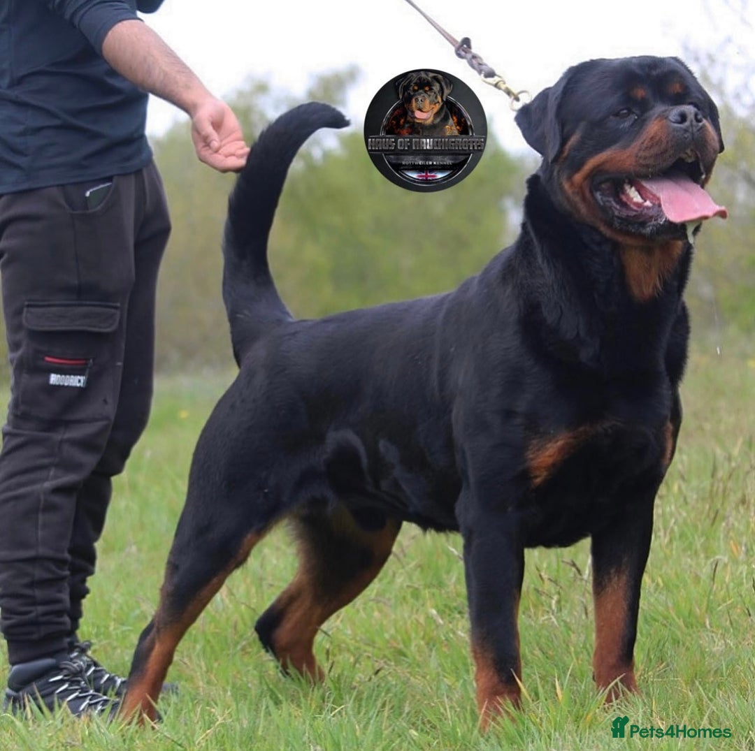 Rottweiler dogs for sale: Top KC Registered Rottweiler Puppies For Sale - Image 27