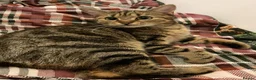 Bengal cats for sale:  female cat 18 months old - Advert 2