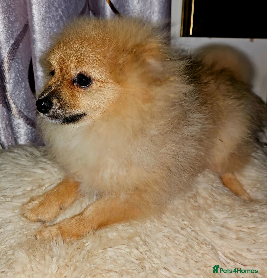 Pomeranian dogs for sale: 1 Pomeranian Puppy  - Advert 7