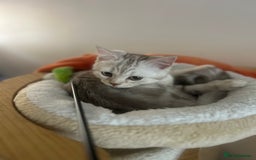 Scottish Fold cats for sale: Beautiful Scottish fold baby’s  in Reading - Image 6