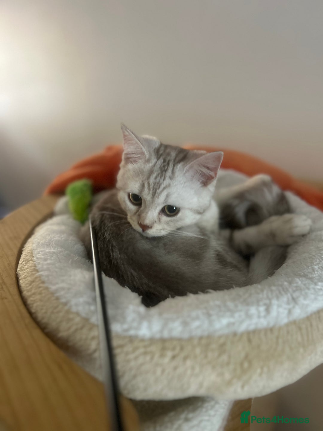 Scottish Fold cats for sale: Beautiful Scottish fold baby’s  in Reading - Image 6