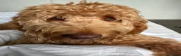 Cockapoo dogs for sale: Male cockapoo in Plymouth - Advert 7