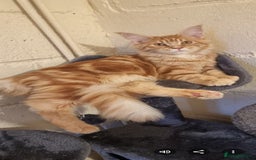 Maine Coon cats for sale: Active female maincoon - Image 3
