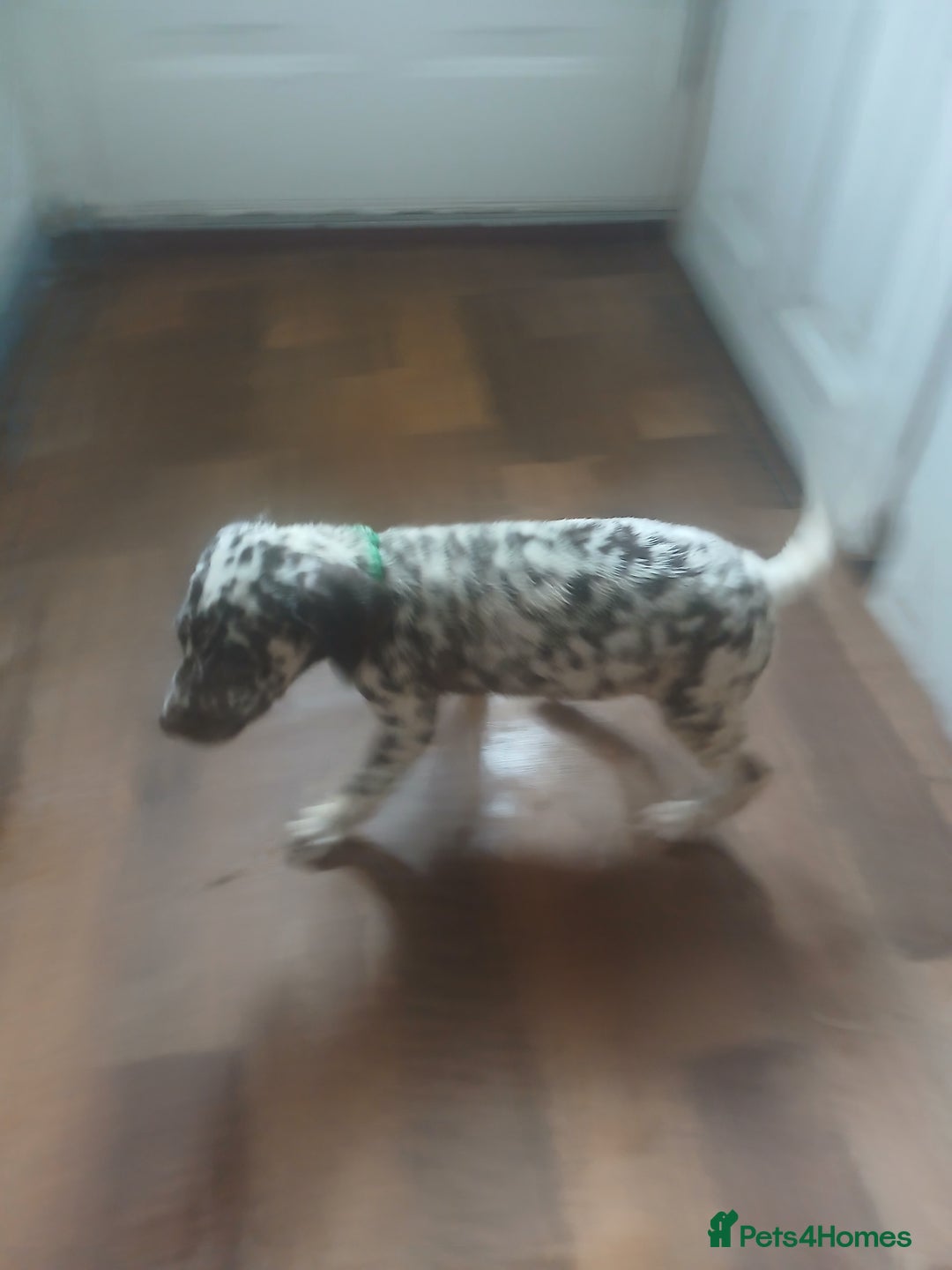 Dalmatian dogs for sale: Dalmatian Ready to home 1×girl 1× boy(£550)) - Image 24