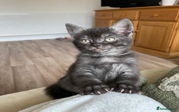 British Shorthair cats for sale: Uniquely- coloured Black & Grey Kitten - Image 1