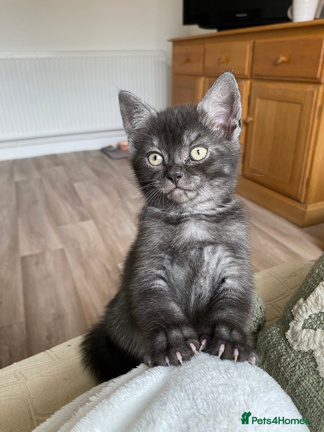 British Shorthair cats for sale: Uniquely- coloured Black & Grey Kitten - Image 1