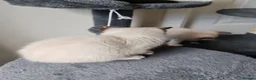 Siamese cats for sale: ❤️❤️❤️ Adorable blue-point Siamese kittens ❤️❤️❤️  - Advert 33