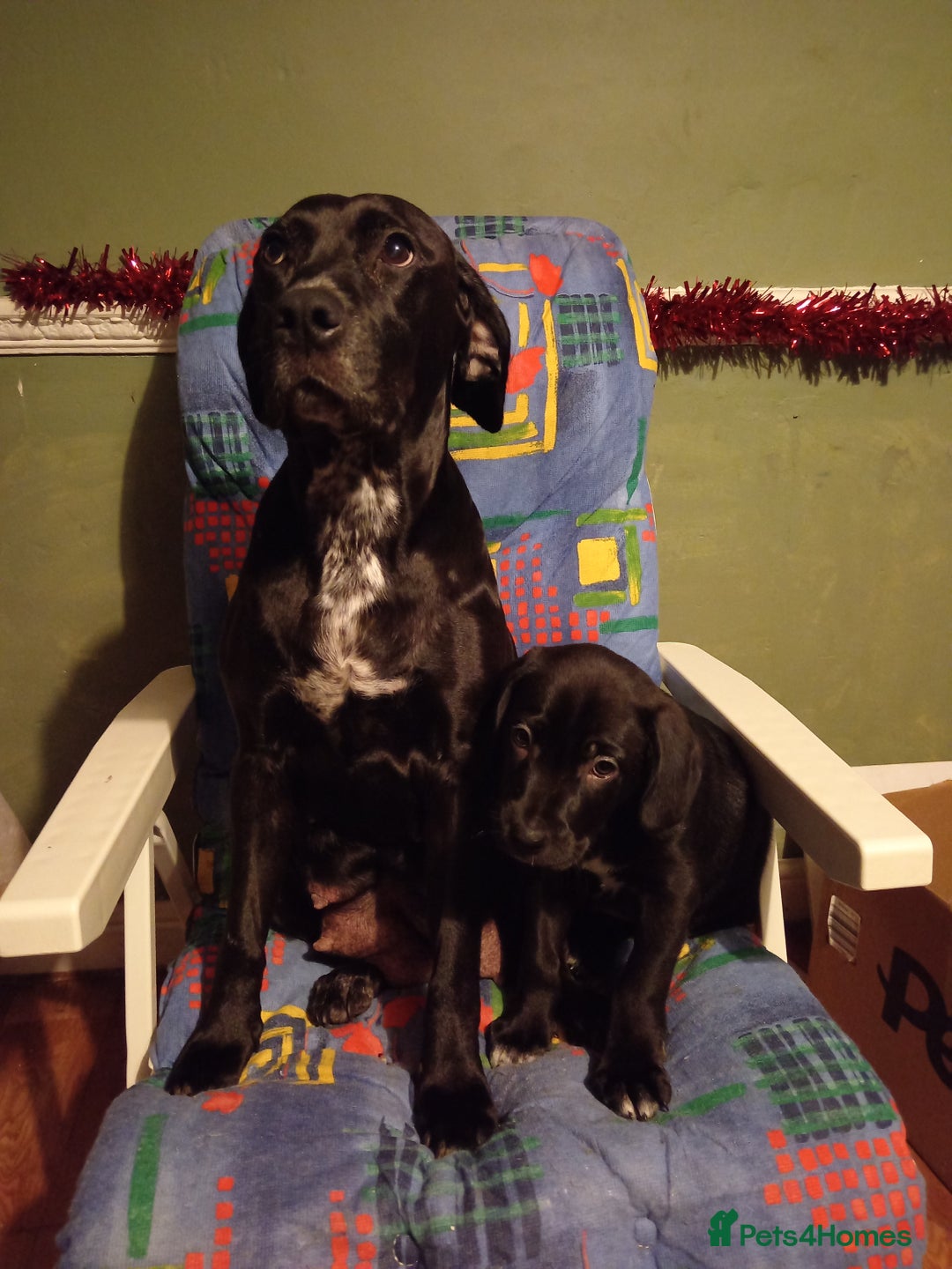 Mixed Breed dogs for sale: Staffy x border collie for sale  - Advert 6