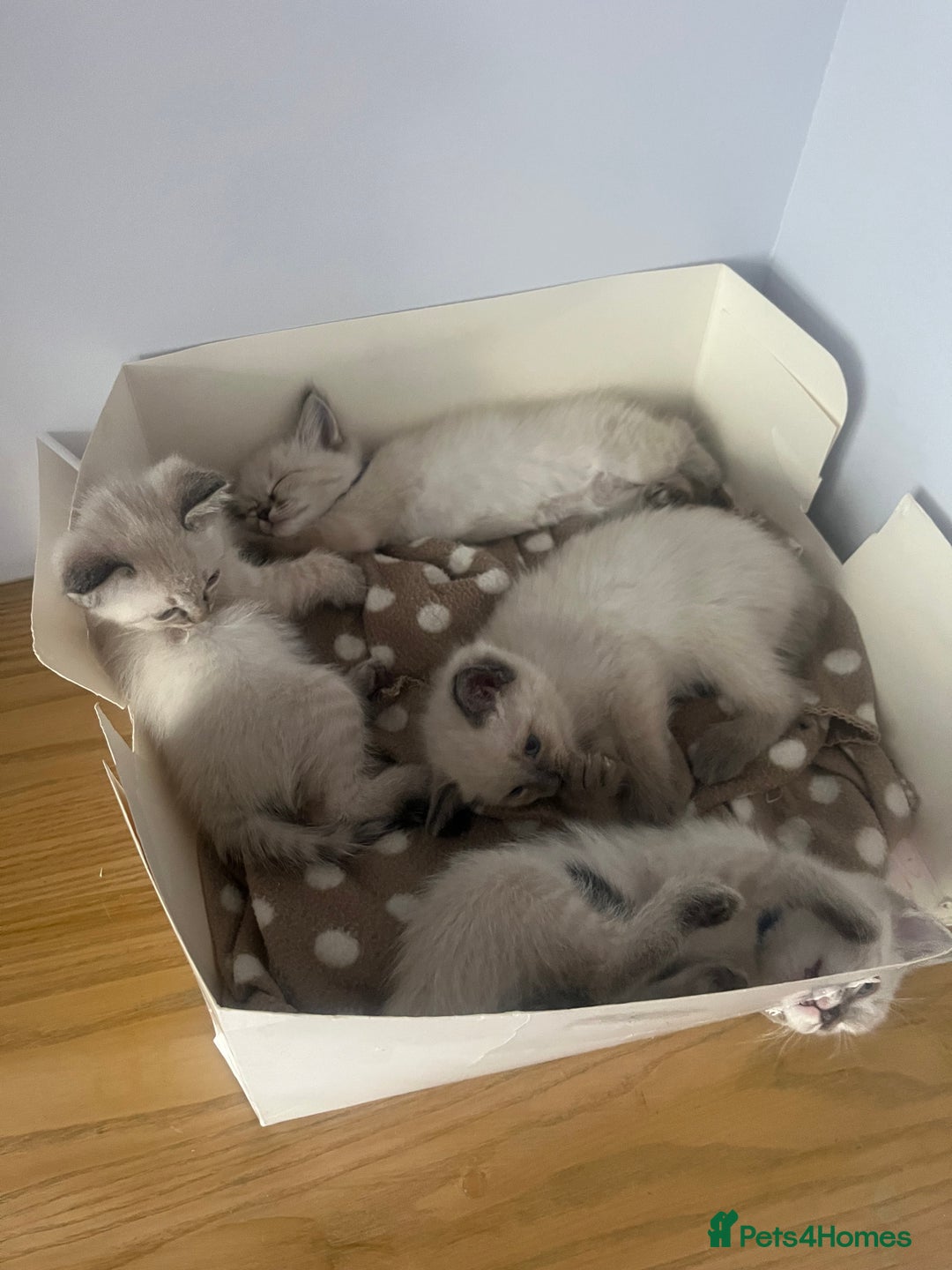 Ragdoll cats for sale: *Update- Only 1 left!* Gorgeous Ragdoll kittens!  - Image 19