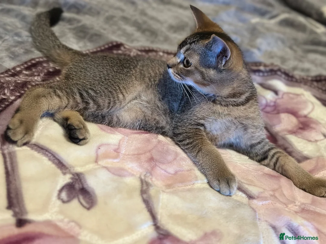 British Shorthair cats for sale: Beautiful BSH kittens - Advert 2