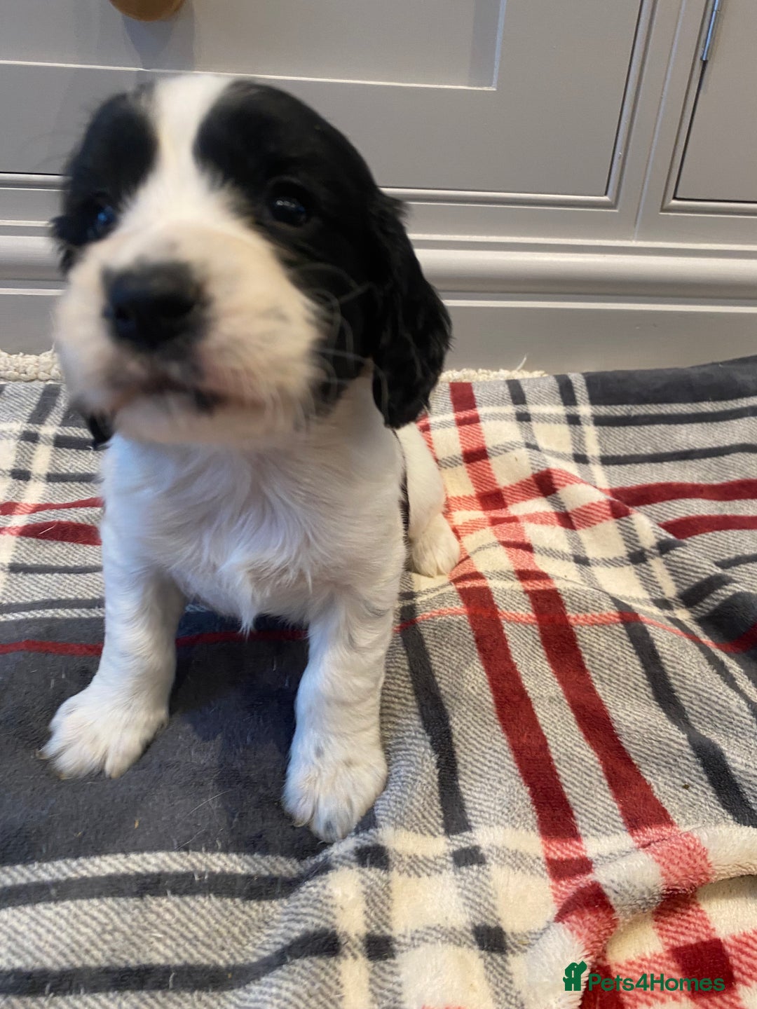 Cocker Spaniel dogs for sale: Cocker Spaniel puppies - Image 11