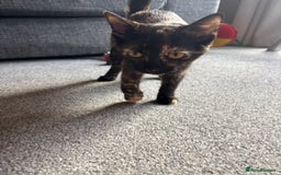Domestic Shorthair cats for sale: Domestic Shorthair Tortoiseshell - Image 2